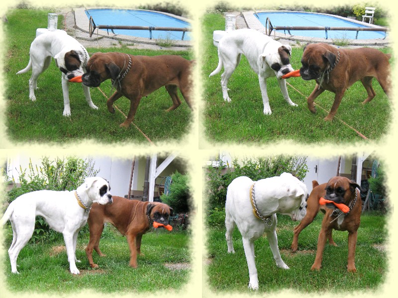20090624 Ari 012.jpg